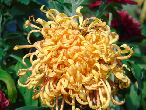 菊花