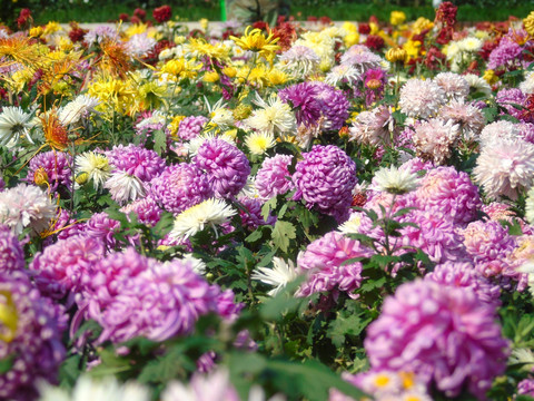 菊花