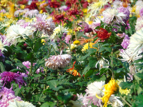 菊花