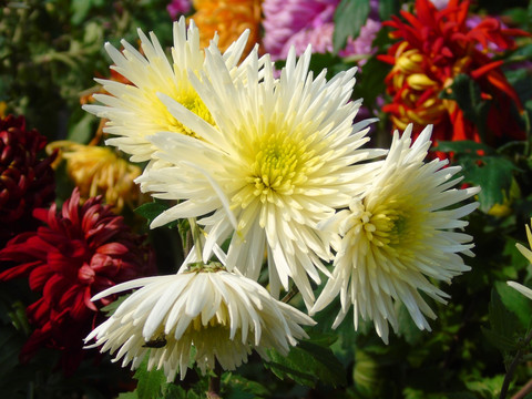 菊花