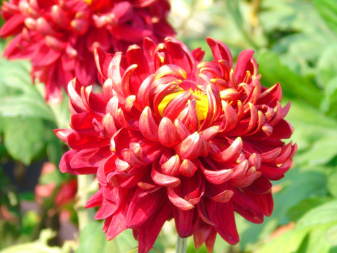 菊花