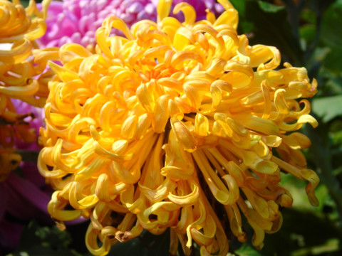 菊花