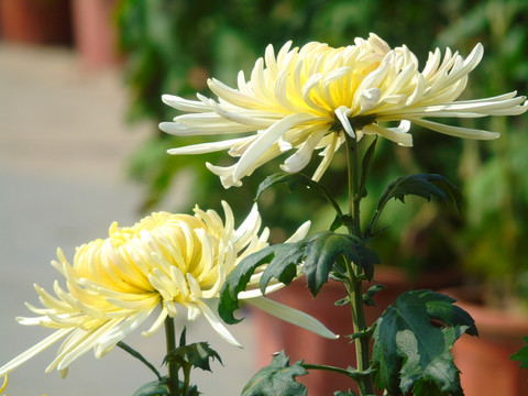 菊花