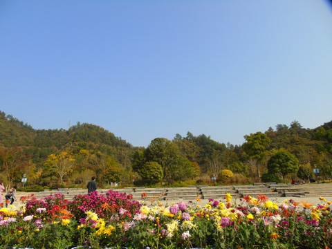 菊花