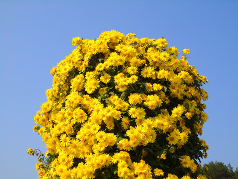 菊花