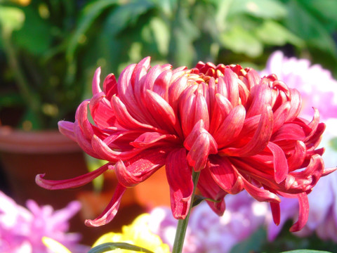菊花
