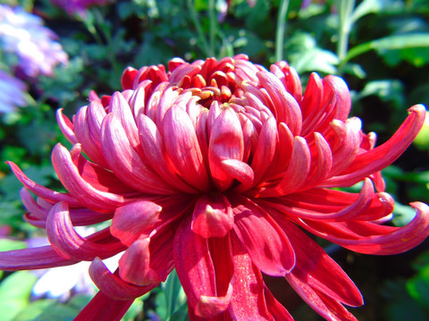 菊花