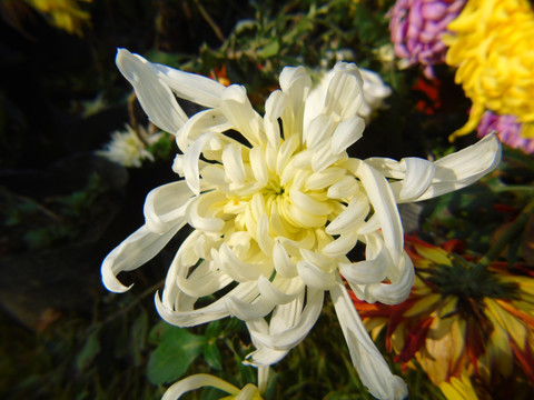 菊花