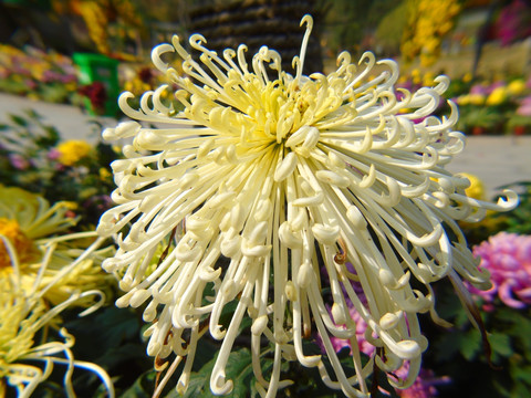 菊花