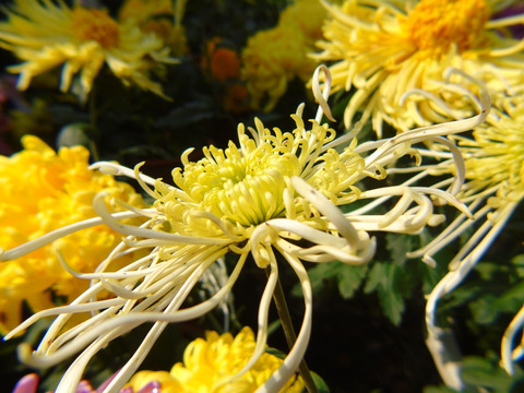 菊花
