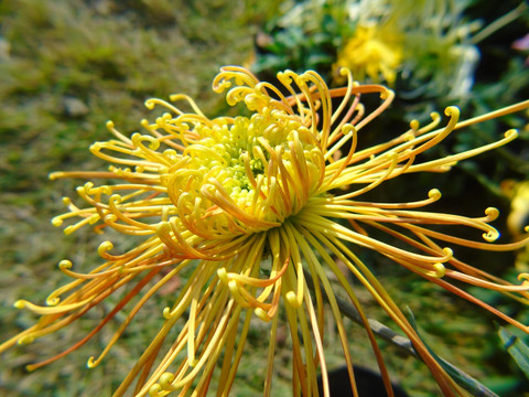菊花