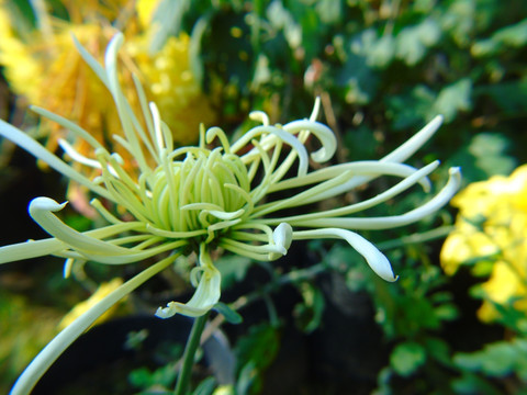 菊花