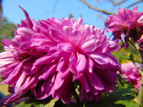 菊花