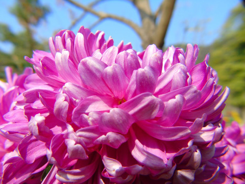 菊花