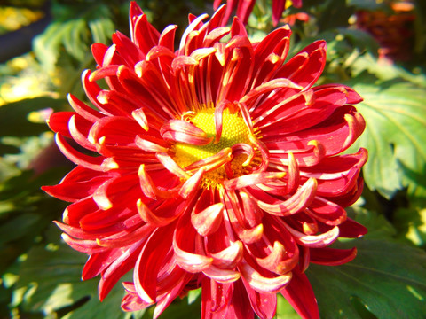 菊花