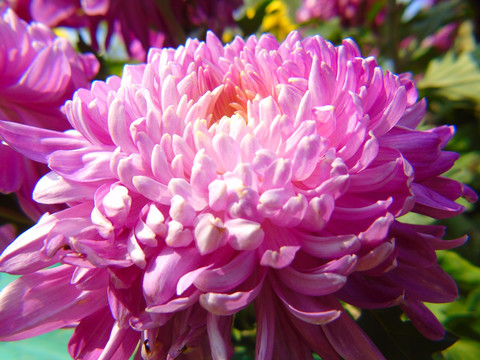 菊花