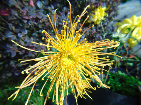 菊花