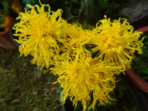 菊花