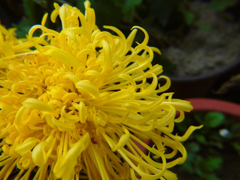 菊花