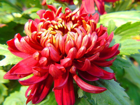 菊花