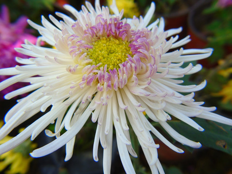 菊花