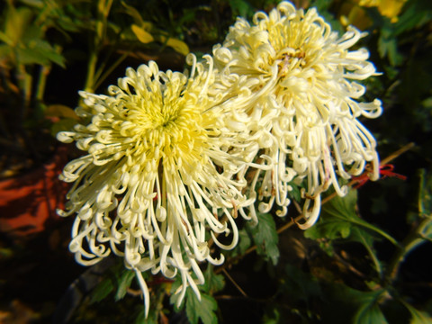 菊花