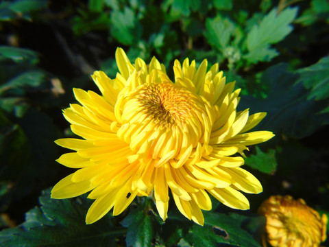 菊花