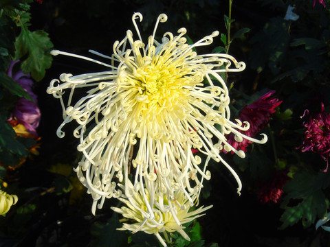 菊花