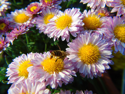 菊花