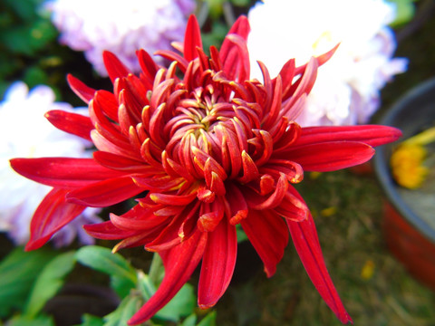 菊花