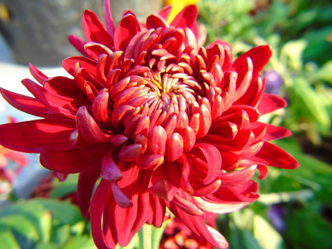 菊花