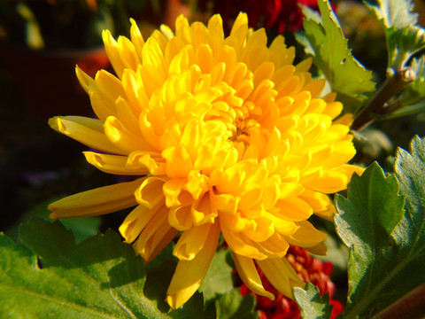 菊花