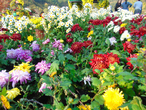 菊花