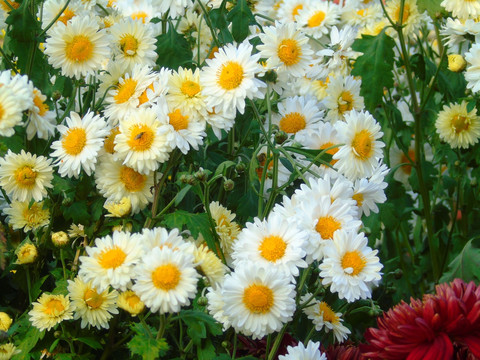 菊花