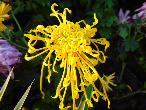 菊花