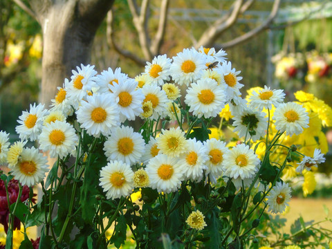 菊花