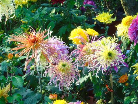 菊花