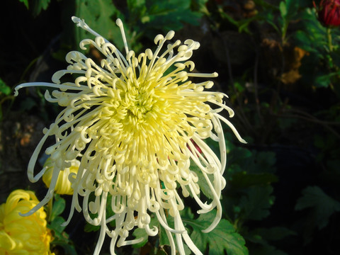 菊花
