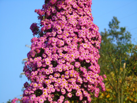 菊花
