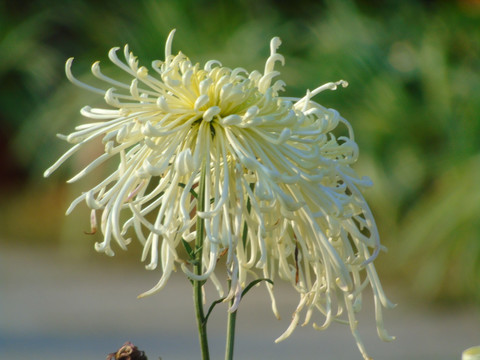 菊花