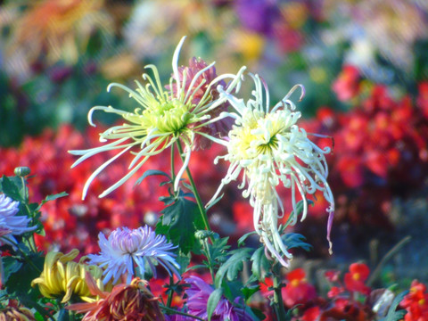 菊花