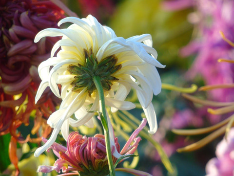 菊花