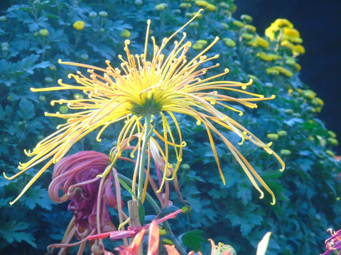 菊花