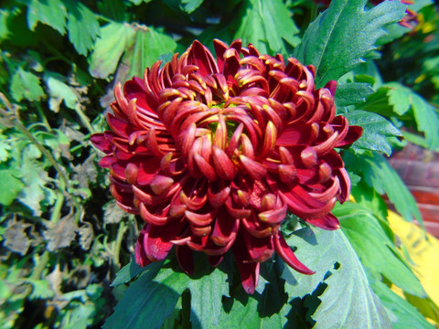 菊花