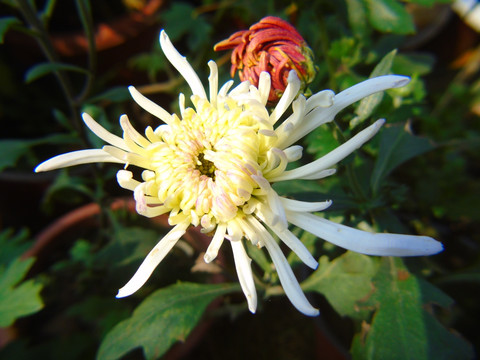 菊花