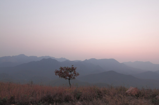 高山上的小树