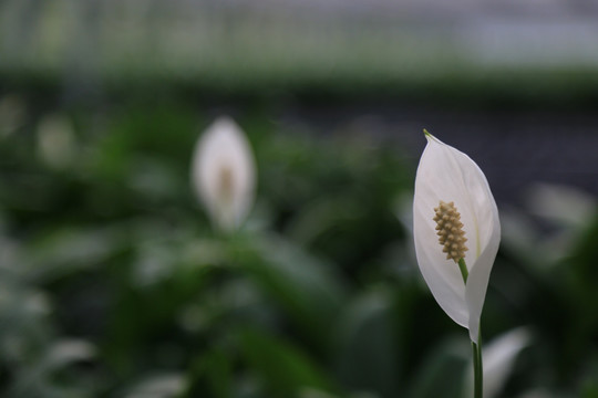 花木苗圃 白掌