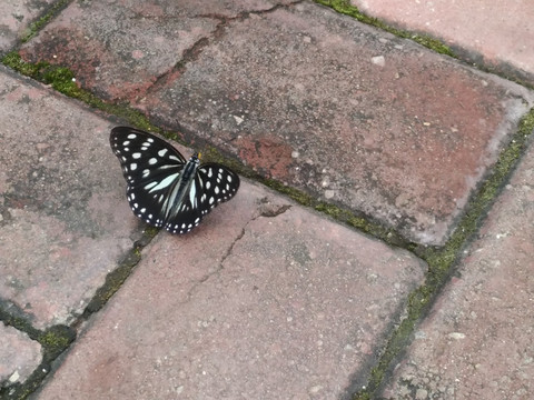 黑白斑点蝴蝶