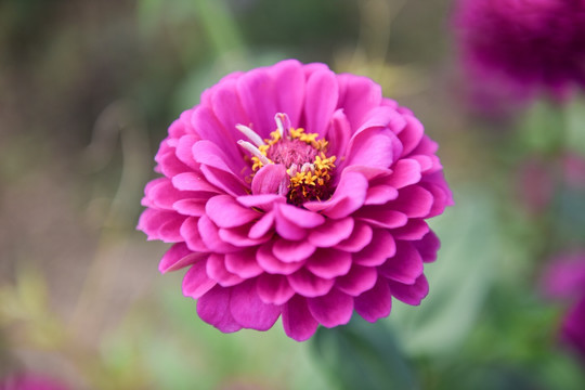 花 花蕊 花蕊特写 鲜花