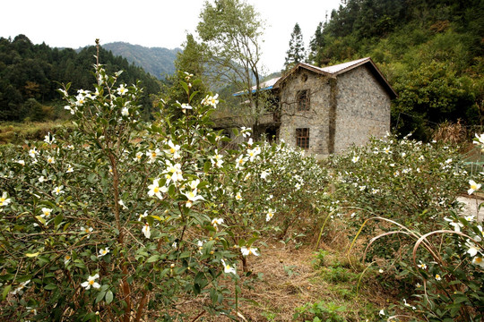 油茶花 油茶 花卉 茶花 植物